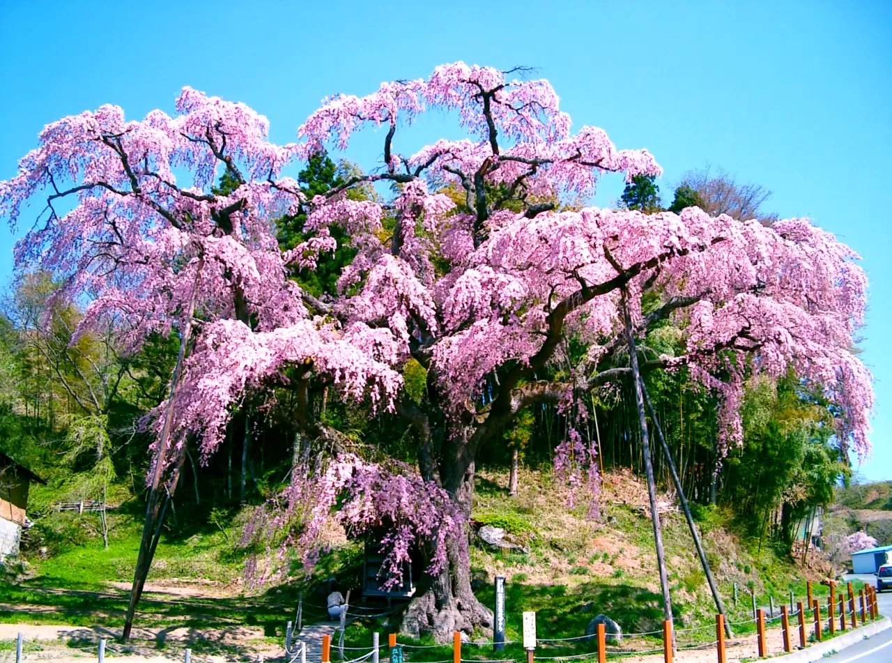 🌸 수명 연장 지장보살(엔메이 지조손) / 붉은 수양 지장 벚나무(베니시다레 지조자쿠라) 이미지 9